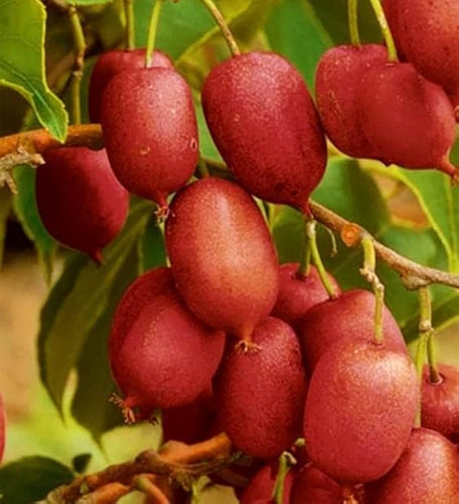 Red Heart Kiwi Seeds for Planting Grow Your Own Exotic Kiwi Fruit