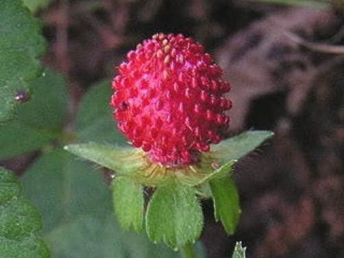 Red Indian Tuttifrutti Strawberry Duchesnea Indica Flower Berry Fruit Seeds heirloom non-gmo organic garden seeds