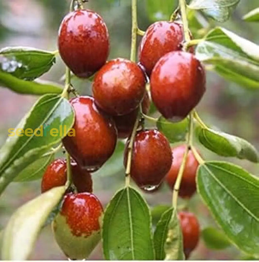 Red Jujube Fruit Seeds For Planting Grow Your Own Sweet Jujube Trees heirloom non-gmo organic garden seeds
