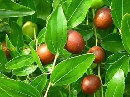 Red Jujube Fruit Seeds for Planting - Grow Your Own Sweet Jujube Trees