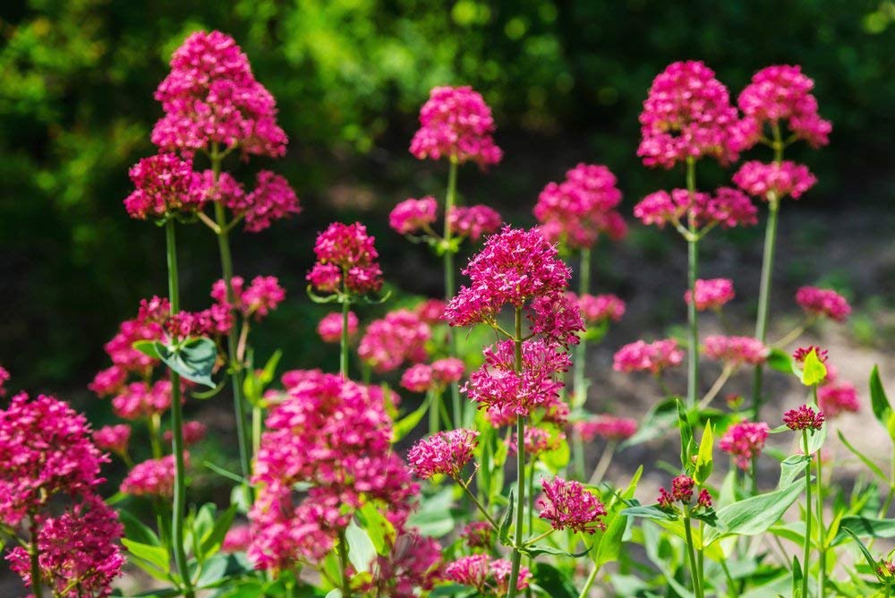 赤い木星のひげ（セントランサス・ルーベル）花の種