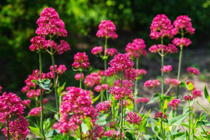 赤い木星のひげ（セントランサス・ルーベル）花の種