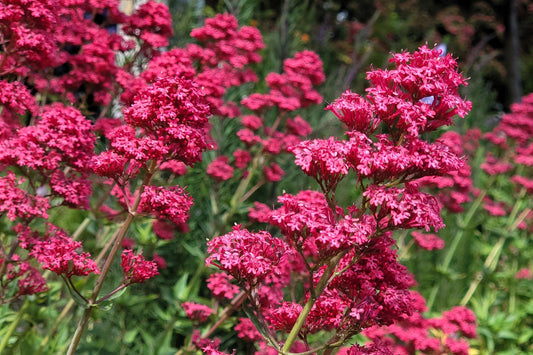 Red Jupiter'S Beard Centranthus Ruber Flower Seeds heirloom non-gmo organic garden seeds