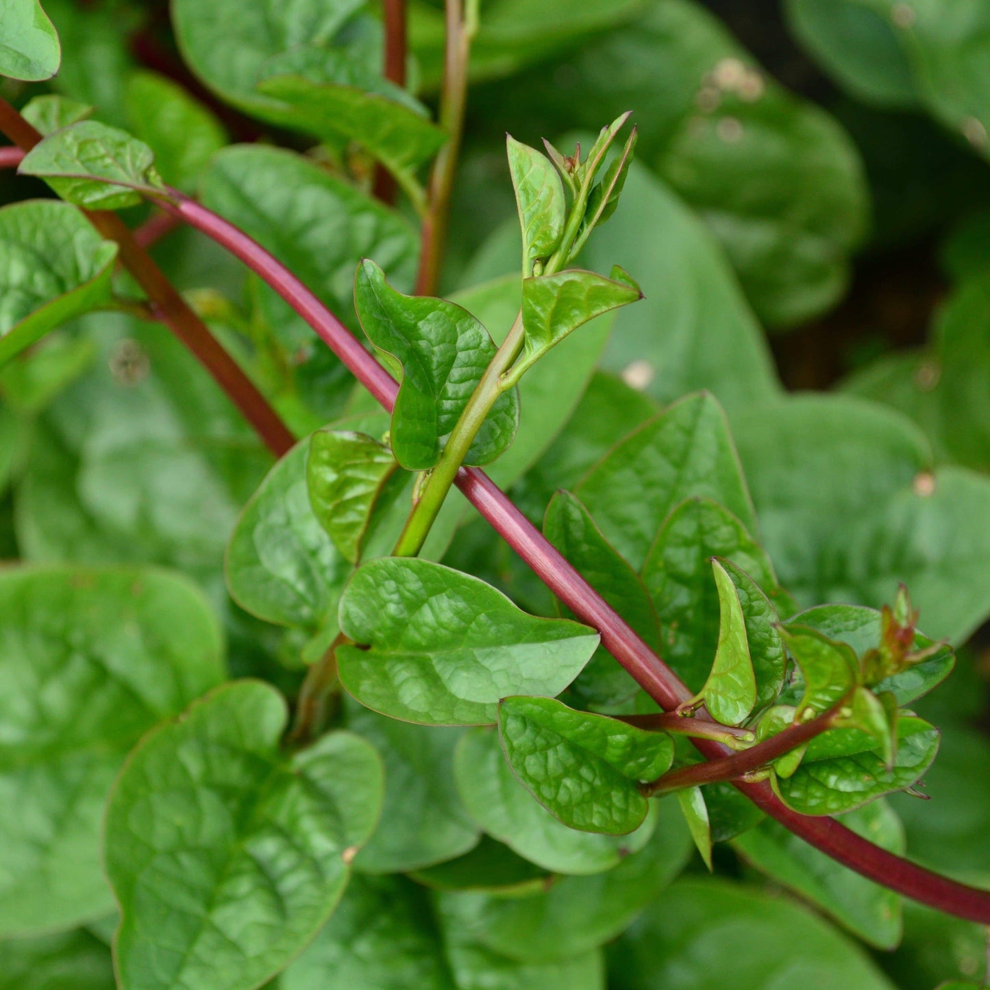 Malabar Spinach Vegetable Seeds