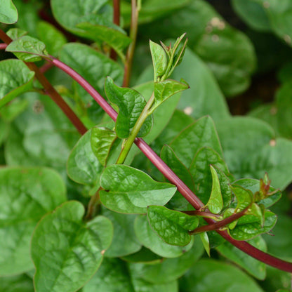 Red Stem Spinach Herb Seeds