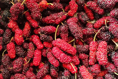 Red Mulberry Tree Seeds - Morus rubra