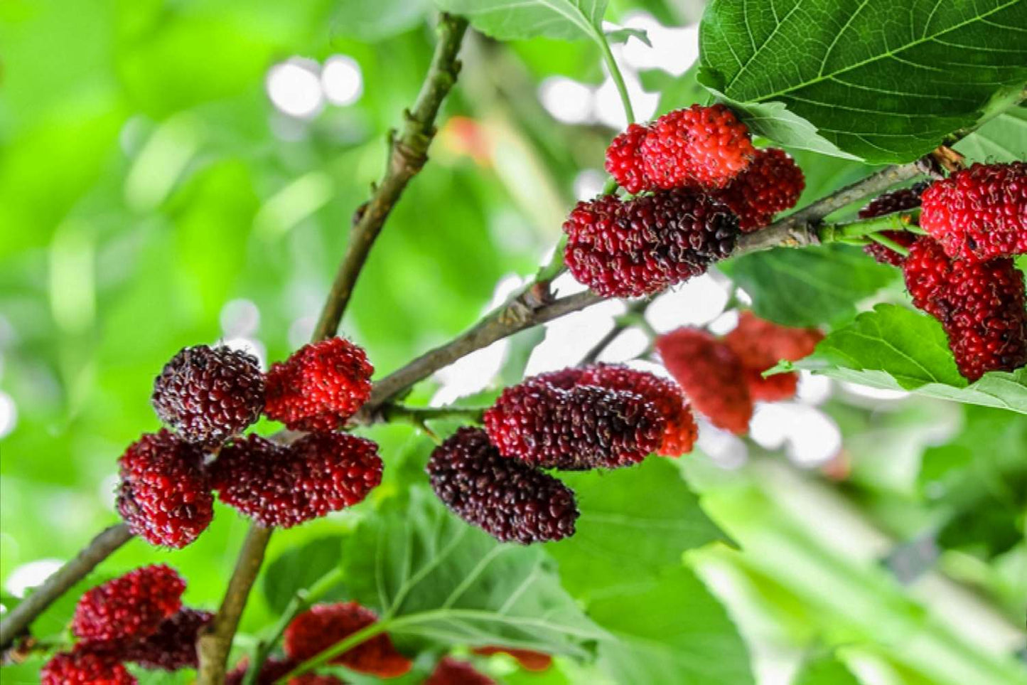 Red Mulberry (Morus rubra) Tree Shrub Seeds – Black Fruit, Hardy Shrub