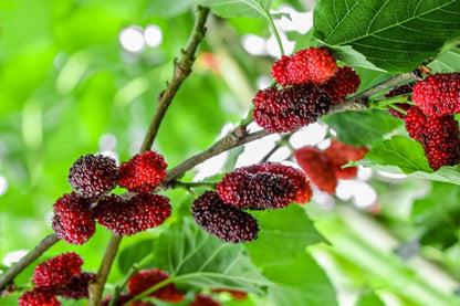 Red Mulberry (Morus rubra) Tree Shrub Seeds – Black Fruit, Hardy Shrub
