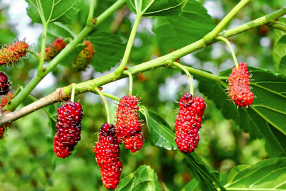Red Mulberry Tree Seeds - Morus rubra
