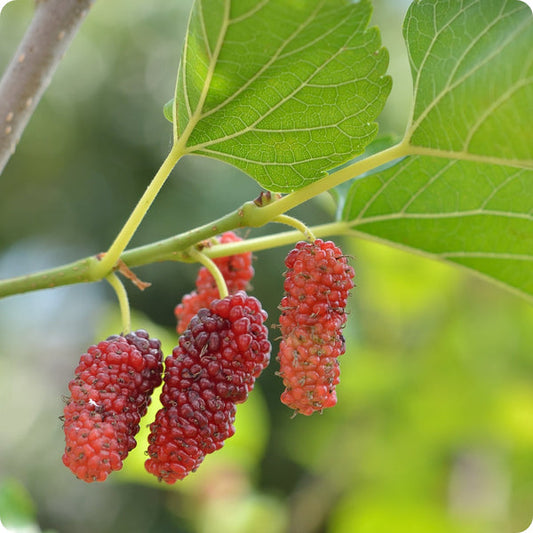 Red Mulberry Tree Seeds Morus Rubra heirloom non-gmo organic garden seeds