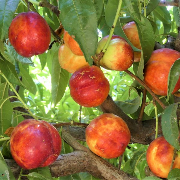 Red Nectarine Fruit Planting Essentials Seeds For Delicious Homegrown Fruits And Abundant Harvest In Your Garden heirloom non-gmo organic garden seeds
