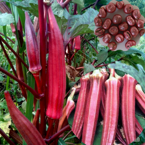 Burgundy Okra Vegetable Seeds