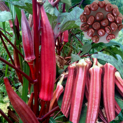 Burgundy Okra Vegetable Seeds