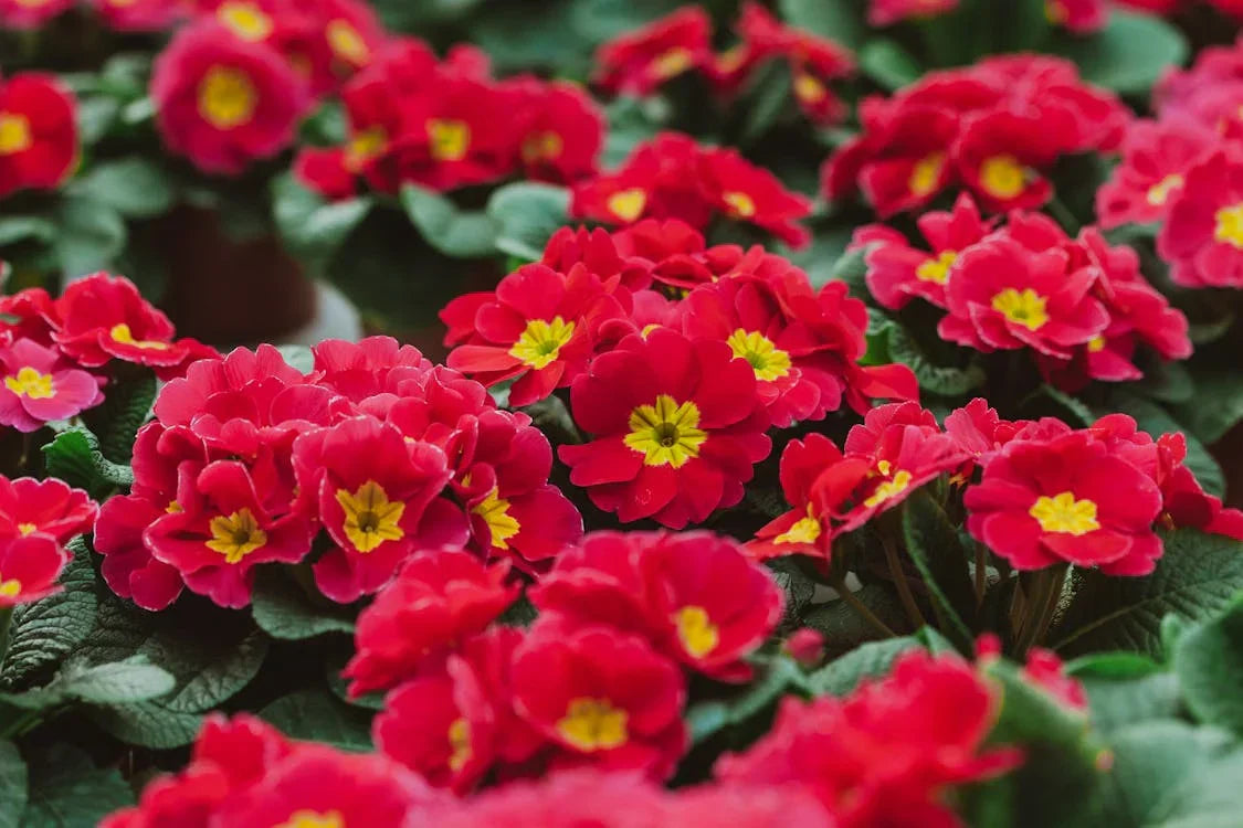 Vibrant Red Primrose Flower Seeds for Easy Planting