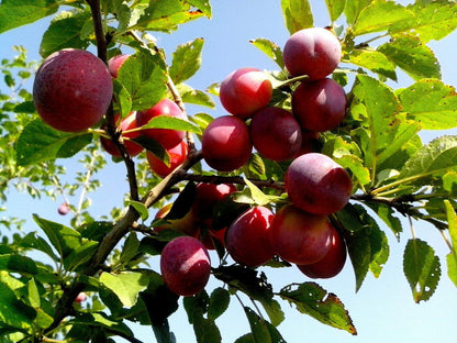 American Plum (Prunus americana) Tree Shrub Seeds – Red Purple Fruit, White Flowers