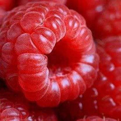 Red Raspberry Rubus Idaeus Fruit Bush Vine Seeds heirloom non-gmo organic garden seeds