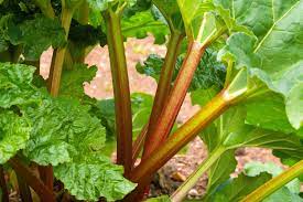Glaskins Perpetual Rhubarb (Pieplant) Rheum rhabarbarum Fruit Vegetable Seeds