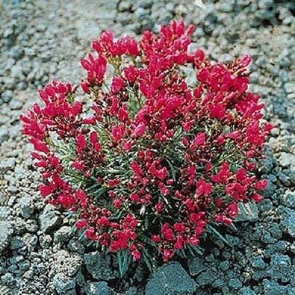 Red Rock Purslane 'Ruby Tuesday' Calandrinia Umbellata Flower Herb Seeds heirloom non-gmo organic garden seeds