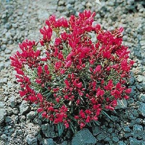 Red Rock Purslane 'Ruby Tuesday' Calandrinia Umbellata Flower Herb Seeds heirloom non-gmo organic garden seeds