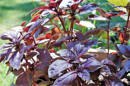 Red Rubin Basil Ocimum Basilicum Purpurascens – Spicy Herb Seeds With White & Lavender Flowers heirloom non-gmo organic garden seeds