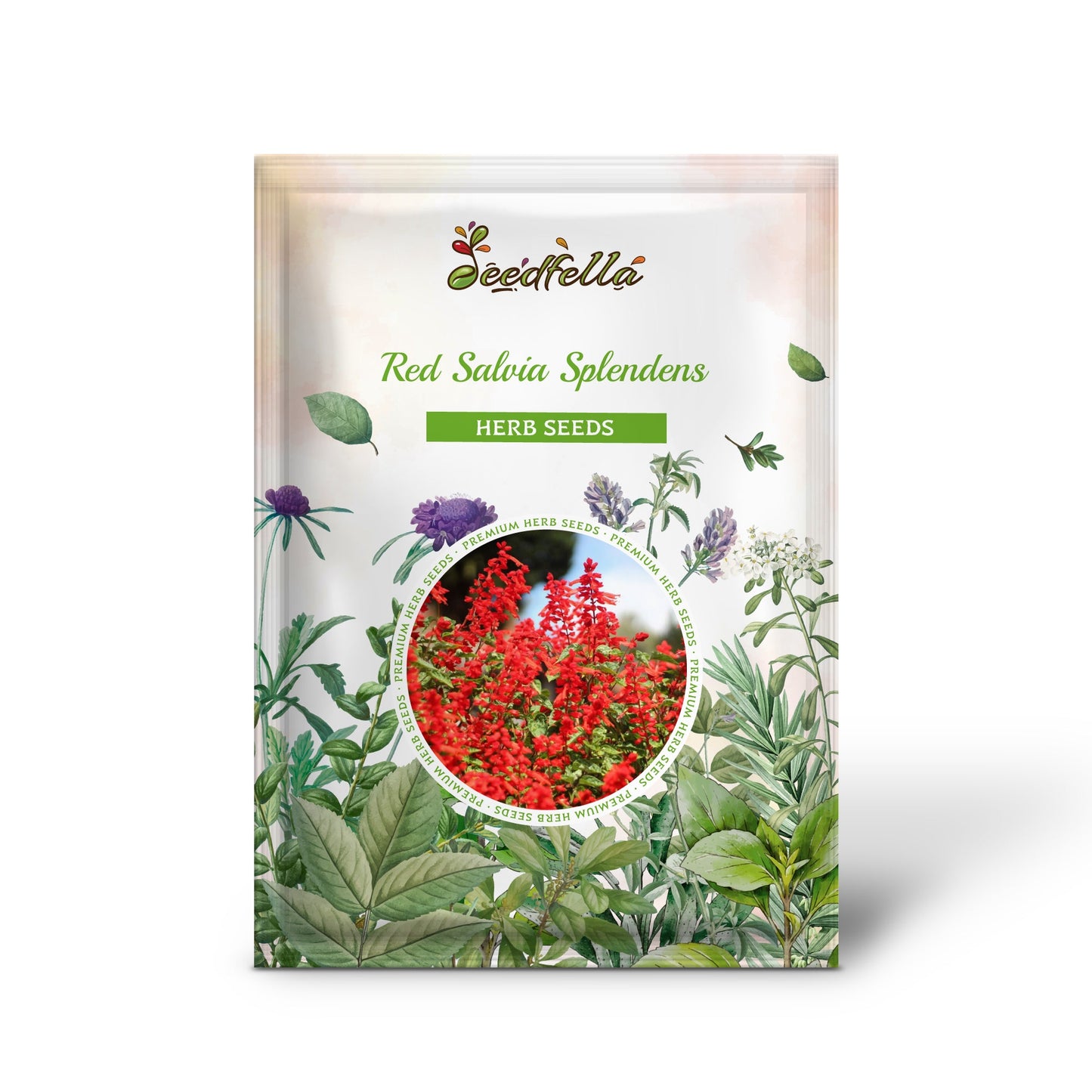Red Salvia Splendens (St. John's Fire, Scarlet Sage) Flower Seeds