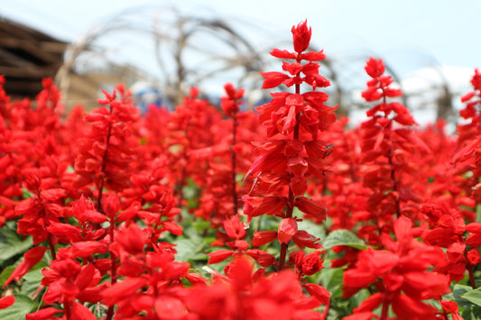 Red Salvia Splendens St. John'S Fire, Scarlet Sage Flower Seeds heirloom non-gmo organic garden seeds