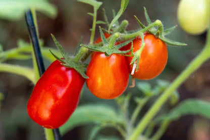 Red San Marzano Vegetable Seeds for Planting