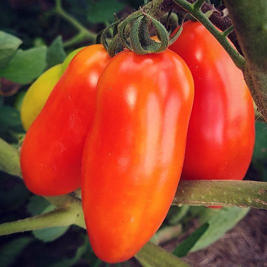 Red San Marzano Vegetable Seeds For Planting heirloom non-gmo organic garden seeds
