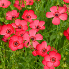 Red Scarlet Flax (Linum grandiflorum Rubrum) Flower Seeds