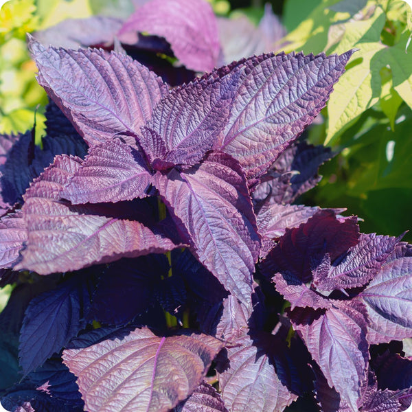 Shiso Seeds Red Perilla Frutescens Var. Purpurea heirloom non-gmo organic garden seeds