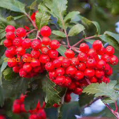 Red Sorbus Tree Seeds For A Vibrant Garden | Quality Tree Planting Seeds heirloom non-gmo organic garden seeds