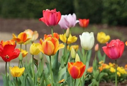 Red Tulip Seeds For Planting | Flower Garden