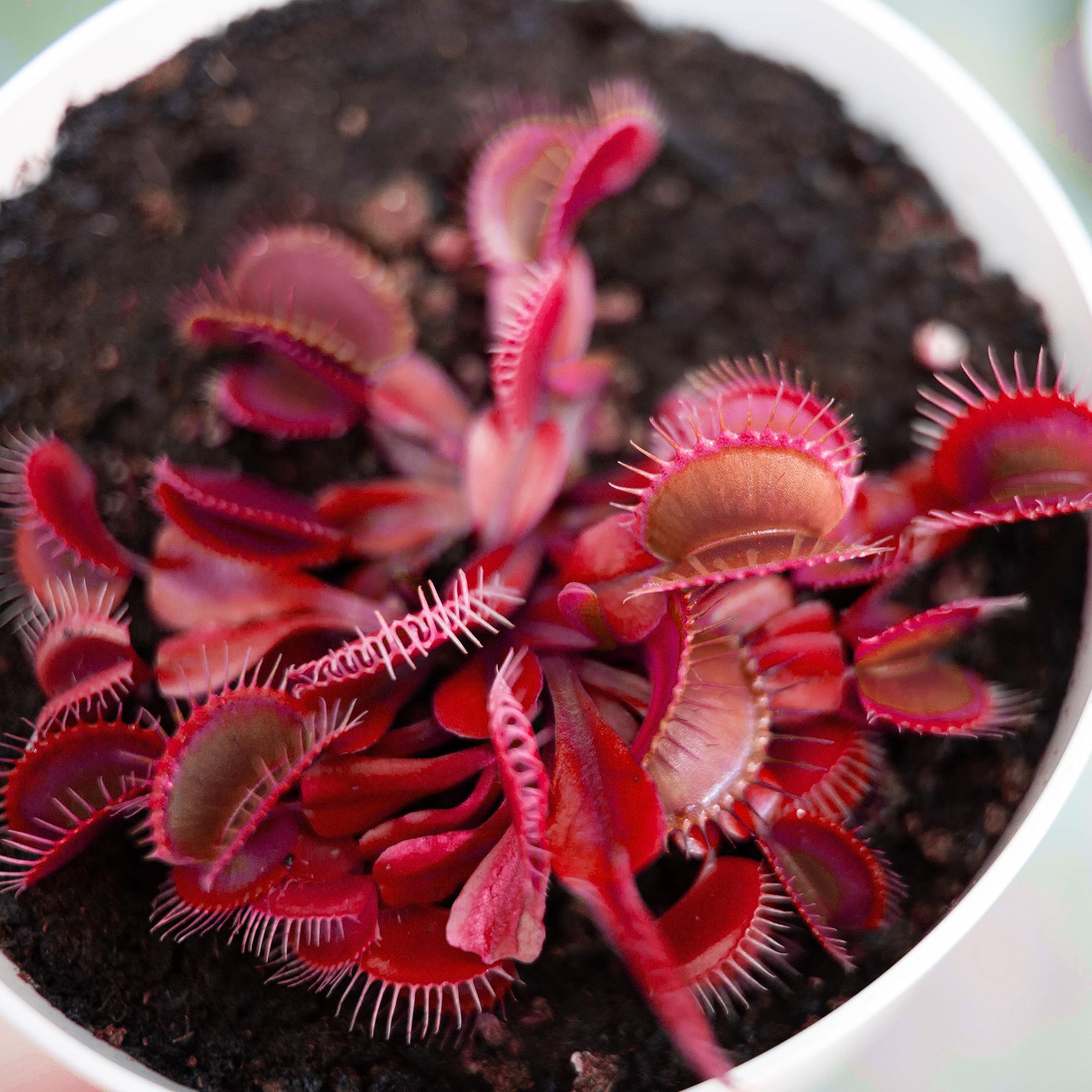 【中古】 血を吸う植物 赤いハエトリグサ – 珍しい食虫植物｜鮮やかな紅色の罠を持つ生きた