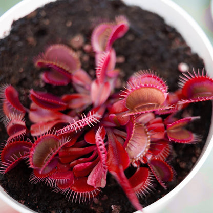 Red Venus Flytrap – Rare Carnivorous Plant | Live Dionaea Muscipula With Striking Crimson Traps heirloom non-gmo organic garden seeds