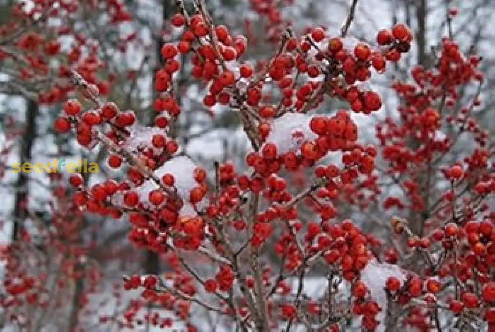 Red Verticillata Fruit Seeds For Planting Grow Delicious Red Fruits heirloom non-gmo organic garden seeds