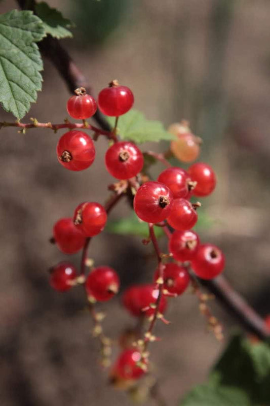 Red Wax Currant Ribes Cereum Edible Fruit Berries Pink Flowers Shrub Seeds heirloom non-gmo organic garden seeds