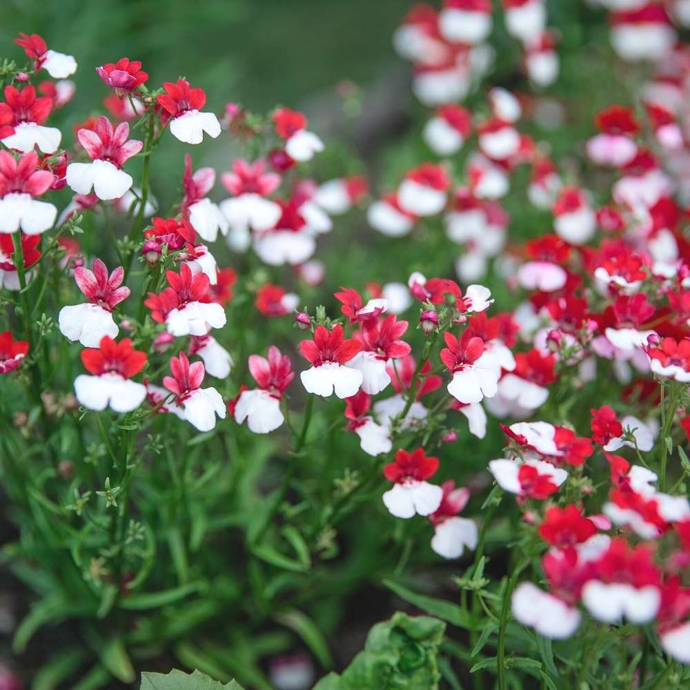 Red and White Nemesia Strumosa Flower Seeds for Planting