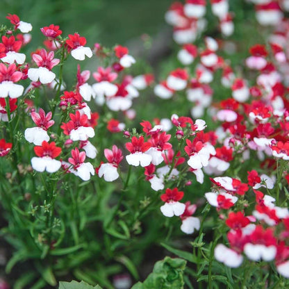 Red and White Nemesia Strumosa Flower Seeds for Planting