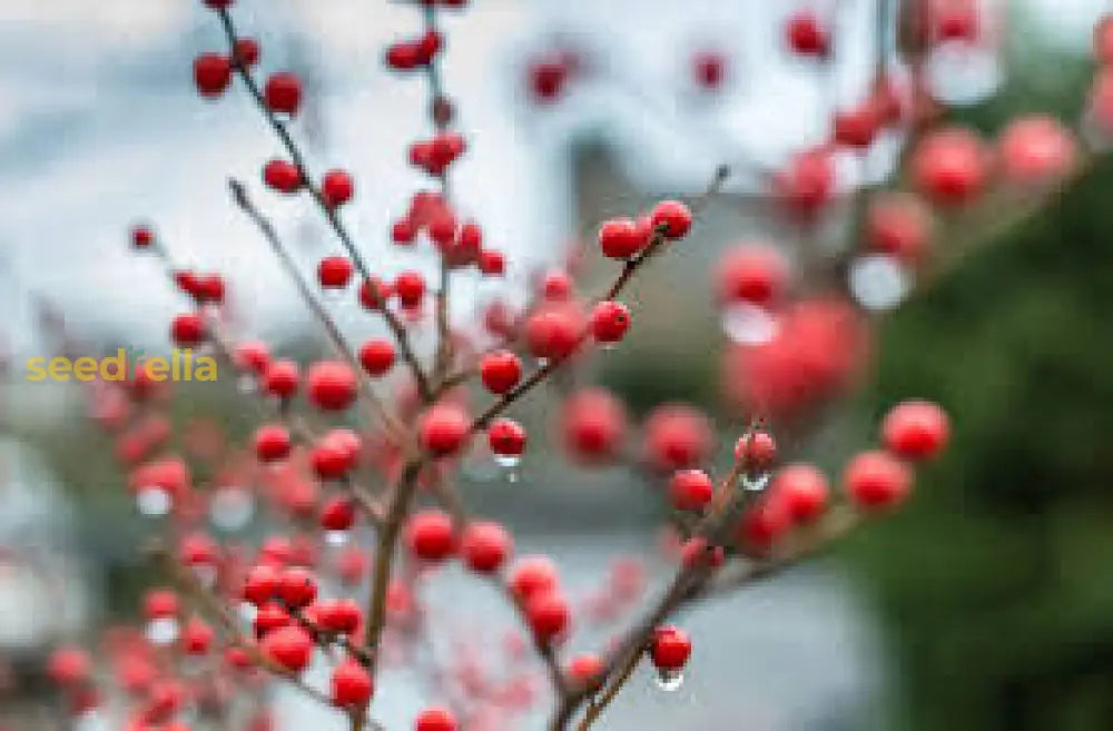 Red Verticillata Fruit Seeds for Planting - Grow Delicious Red Fruits