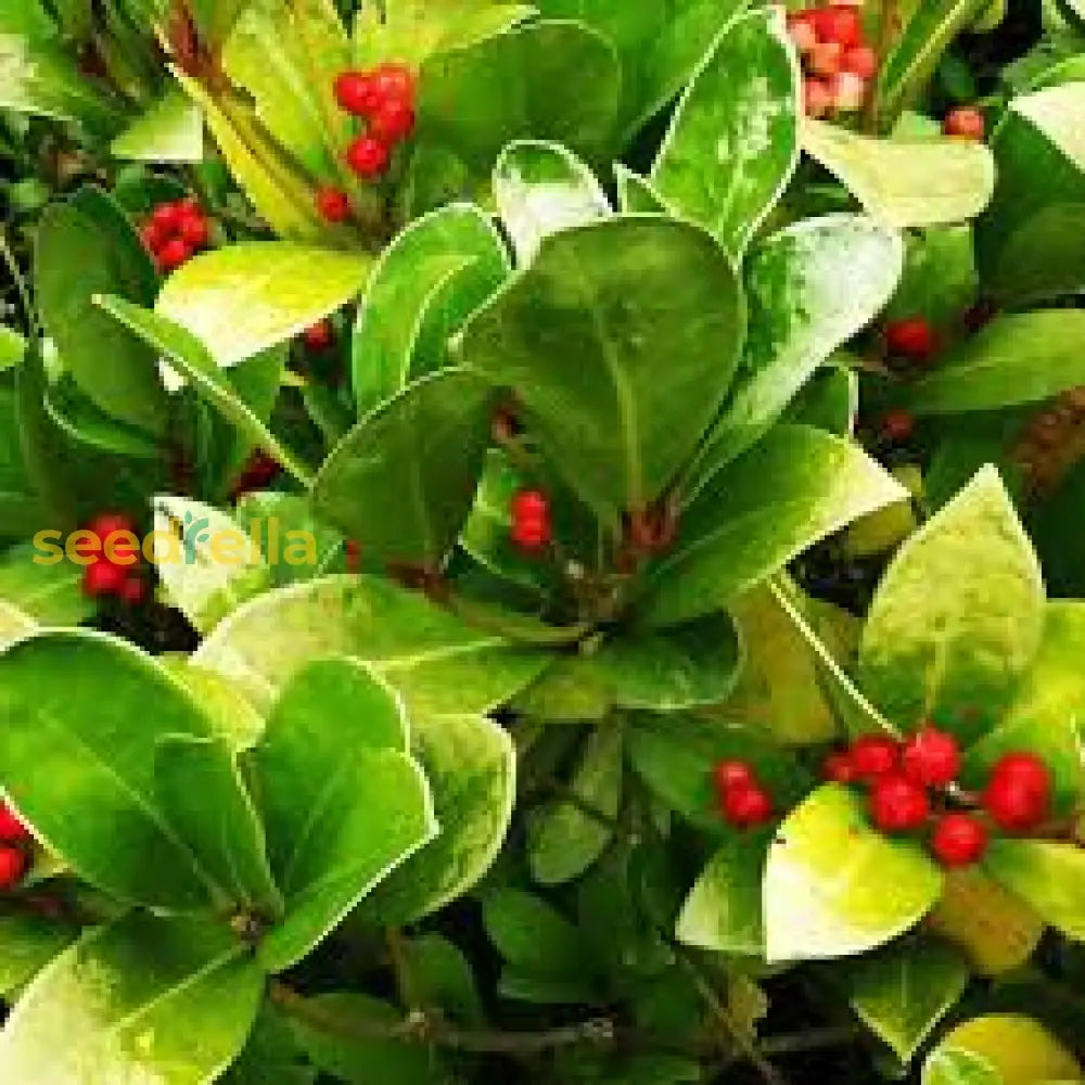 Red Wintergreen Fruit Planting Seeds For Perennial Gardens Grow Edible Red Berries heirloom non-gmo organic garden seeds