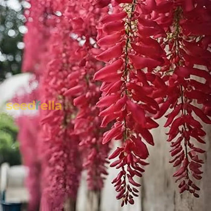 Red Wisteria Tree Seeds For Planting