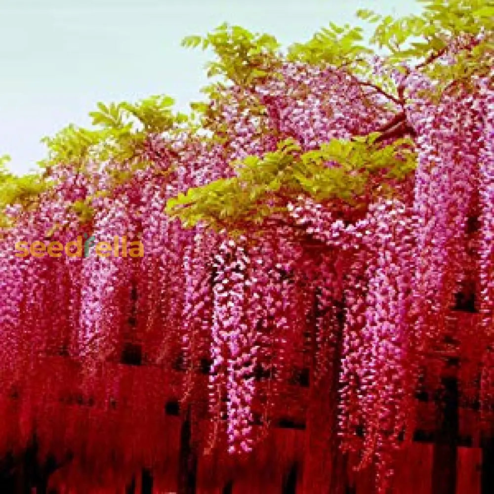 Red Wisteria Tree Seeds For Planting