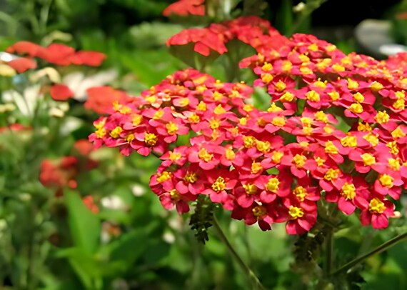 Red Yarrow (Achillea millefolium) Seeds