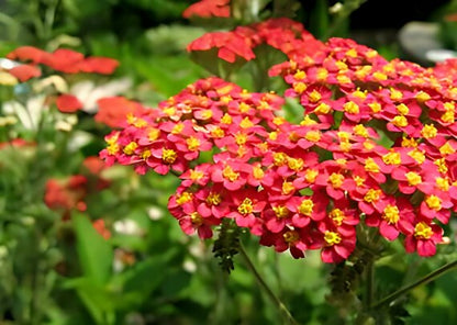 Red Yarrow (Achillea millefolium) Seeds