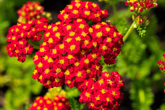 Red Yarrow Achillea Millefolium Rubra Flower Seeds – Seeds heirloom non-gmo organic garden seeds