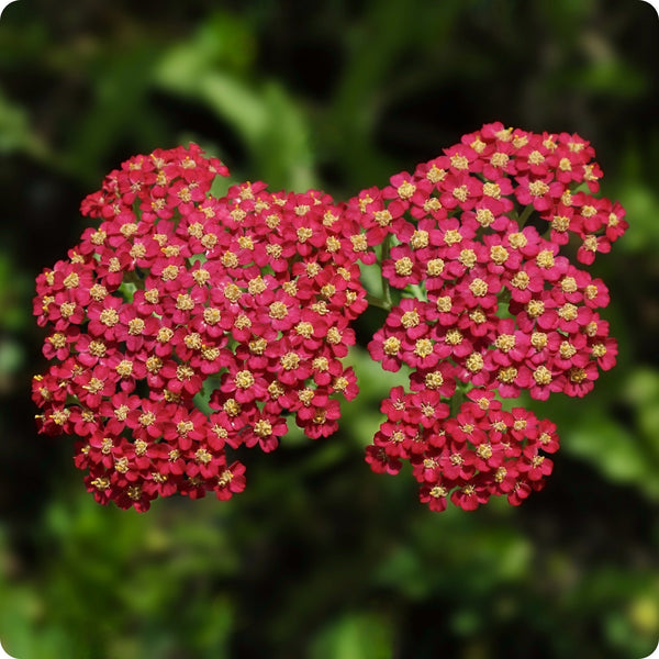 Red Yarrow Achillea Millefolium Seeds heirloom non-gmo organic garden seeds