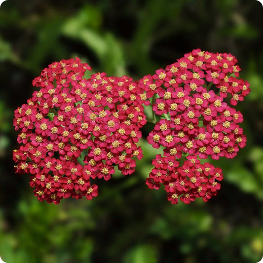 Red Yarrow Achillea Millefolium Seeds heirloom non-gmo organic garden seeds