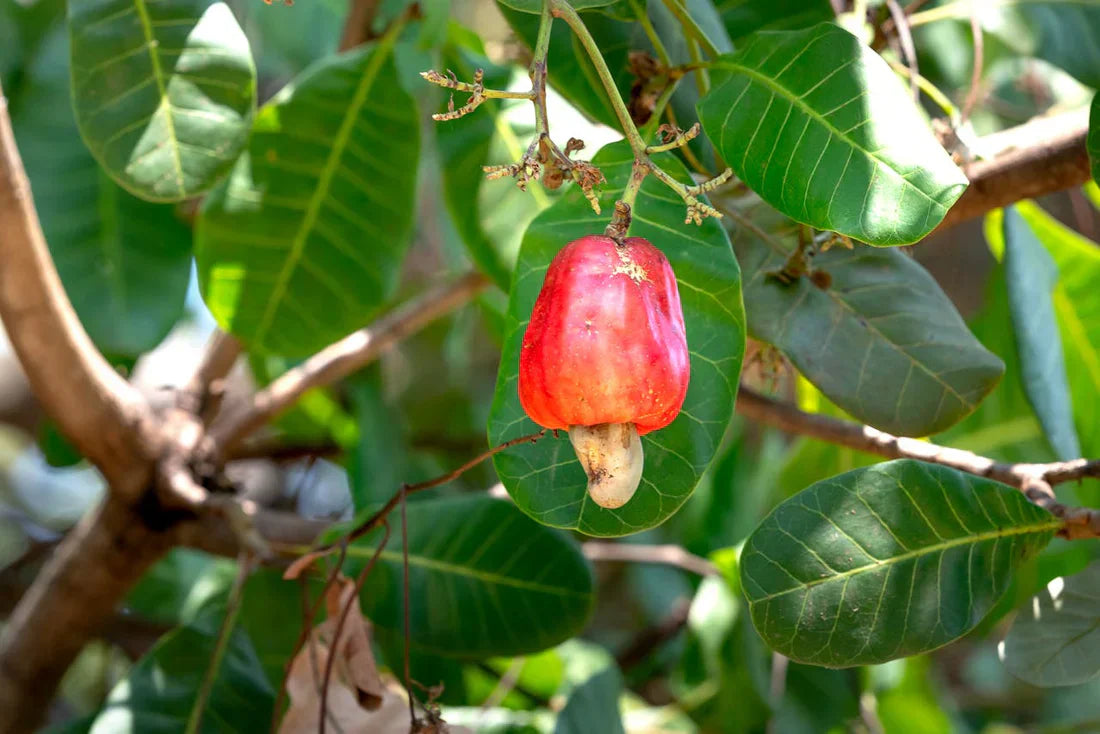 Rote Gelbe Cashewbaum-Samen Pflanznuss