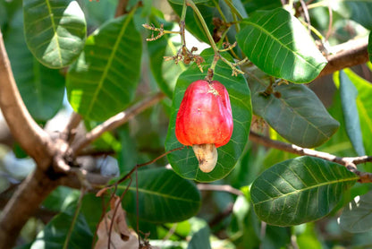 Rote Gelbe Cashewbaum-Samen Pflanznuss