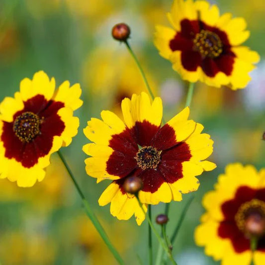 Red Yellow Coreopsis Flower Seeds for Planting  Vibrant Garden Blooms